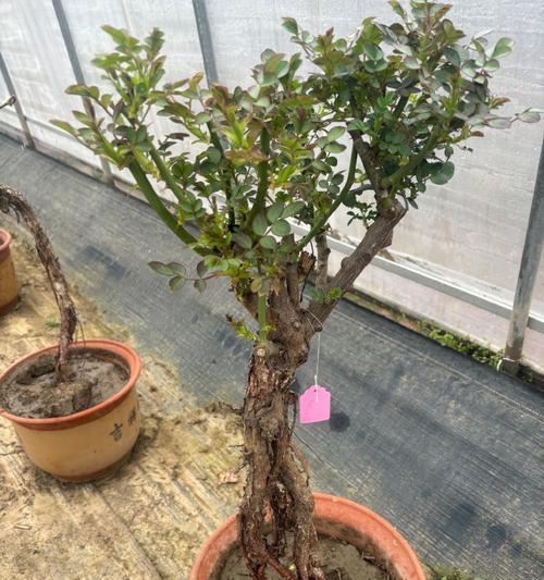 月季老桩盆栽的种植方法是什么？