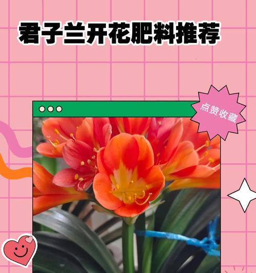 君子兰换土时肥料如何配比？