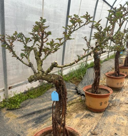 月季老桩盆栽的种植方法是什么？