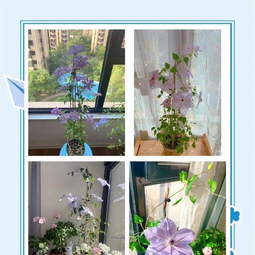 铁线莲常见病害虫的处理方法是什么？