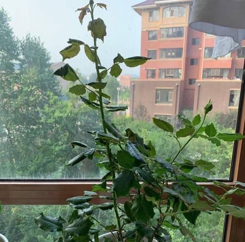 如何让月季枝繁叶茂？