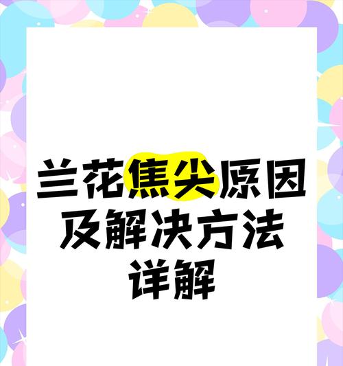 君子兰焦尖的解决方法有哪些？