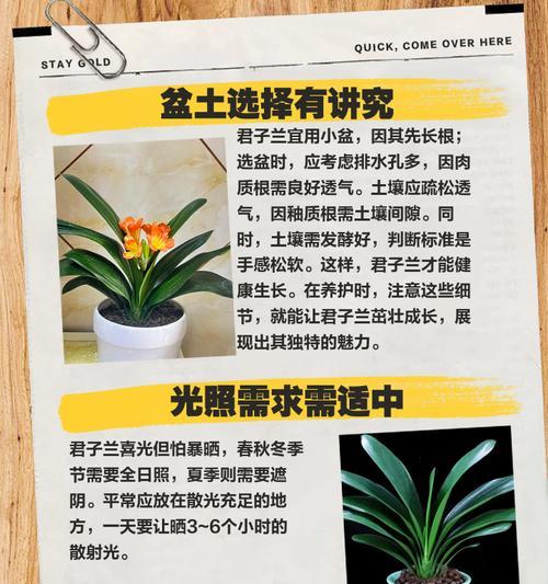 君子兰焦尖的解决方法有哪些？