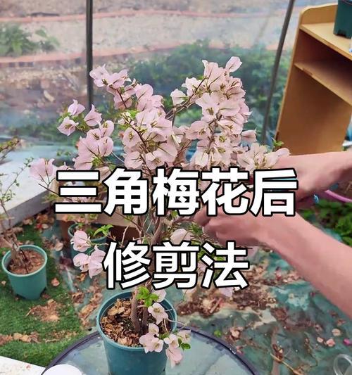 超大三角梅修剪技巧是什么？如何修剪？