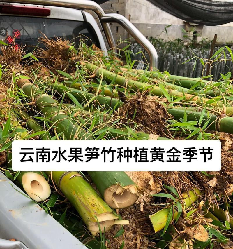 龙竹栽培的关键技术是什么？