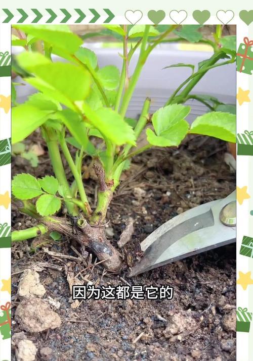 月季枝干出现灰黑现象的原因是什么？