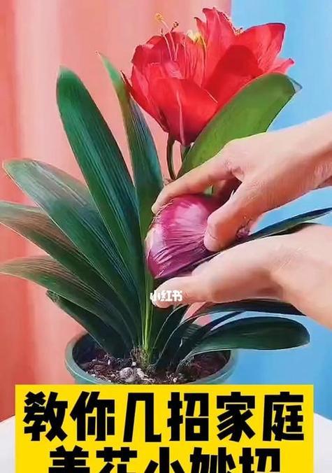 观赏植物的哪些器官对观赏价值至关重要？如何保养？