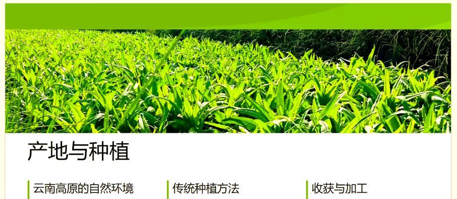 云南冬季适合播种哪些蔬菜？