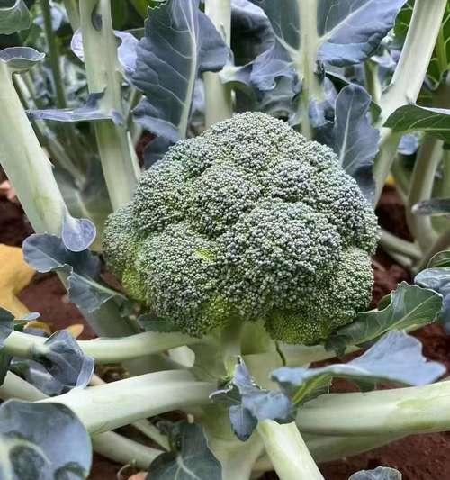 云南冬季适合播种哪些蔬菜？