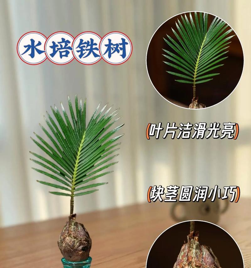 小铁树盆景叶子发黄的原因及解决办法是什么？