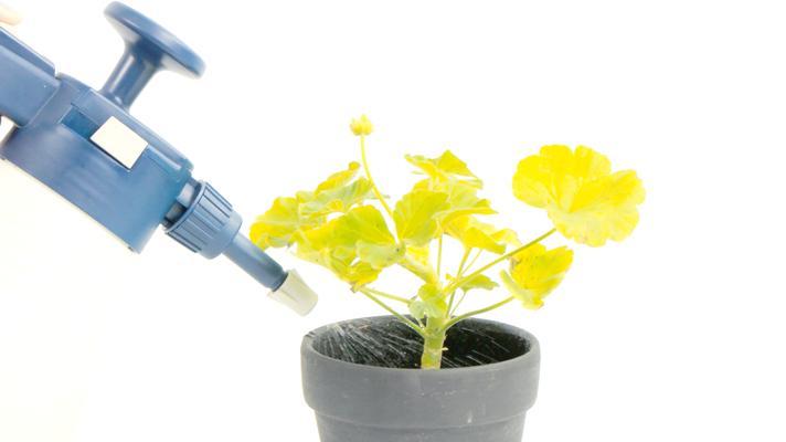 如何正确养护发光的天竺葵？