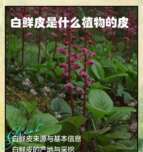 白鲜栽培技术有哪些？不同种类白鲜的栽培方法？