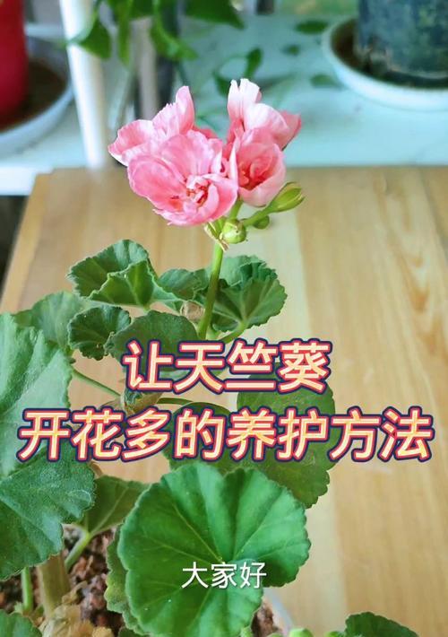 如何正确养护发光的天竺葵？
