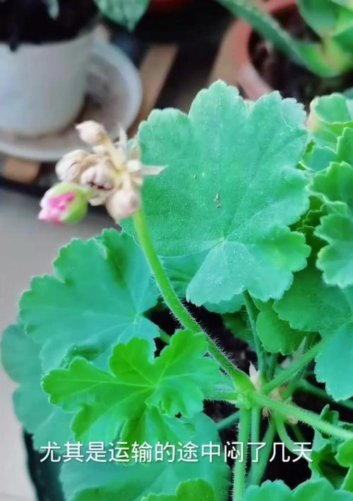 天竺葵开花花苞如何处理？怎样促进花苞开放？