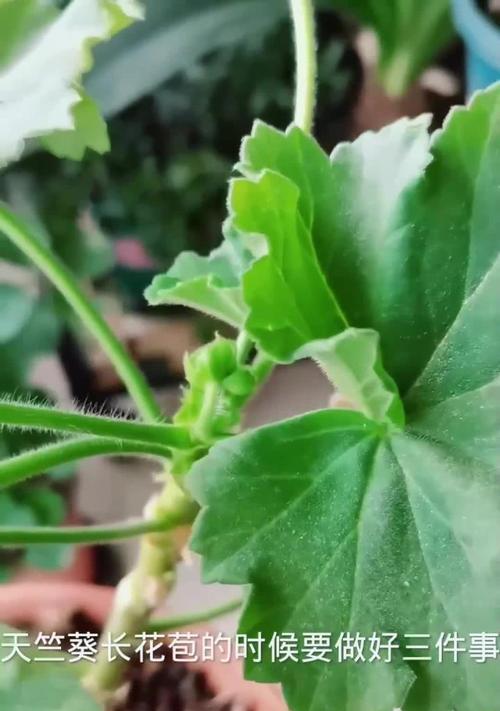 天竺葵开花花苞如何处理？怎样促进花苞开放？