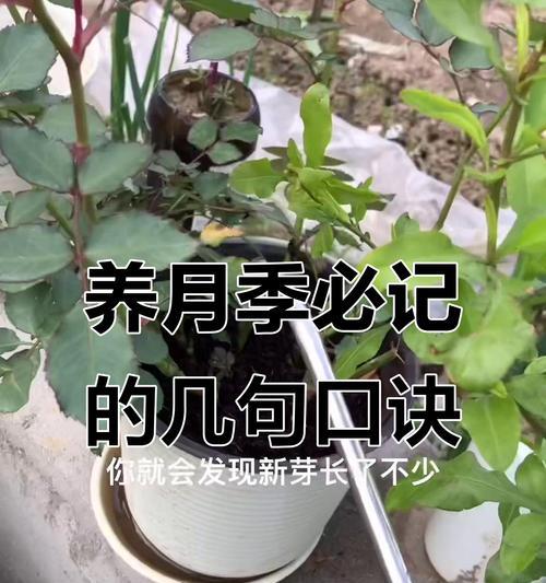 仙露月季耐热性如何？夏季养护需要注意什么？