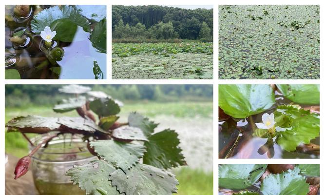 青龙湖有哪些水生植物？它们的生长环境和特点是什么？