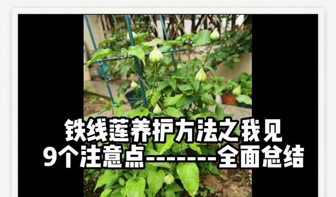 阳台上的铁线莲养护方法是什么？