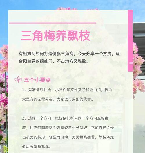 三角梅垂钓独枝的养护方法是什么？