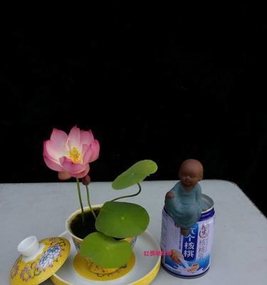 天台适合种植哪些水生植物？