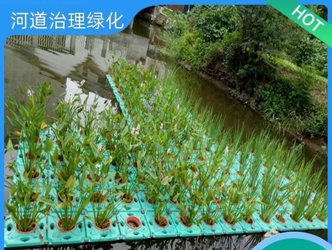 天台适合种植哪些水生植物？