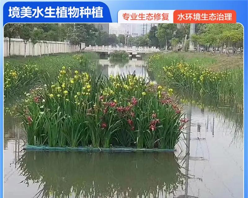 天台适合种植哪些水生植物？