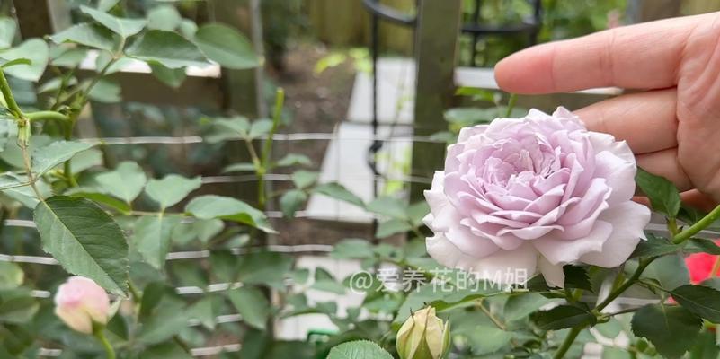 蜻蜓月季冬季养护技巧是什么？如何过冬？
