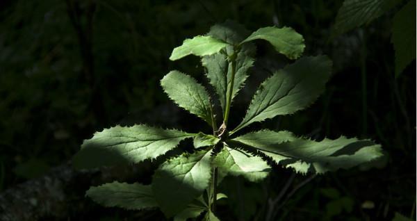 承德有哪些推荐的观赏植物？