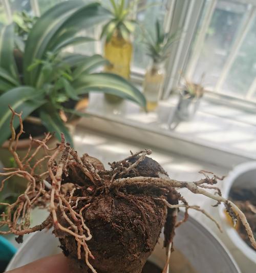 地栽朱顶红黄叶是什么原因？如何解决？