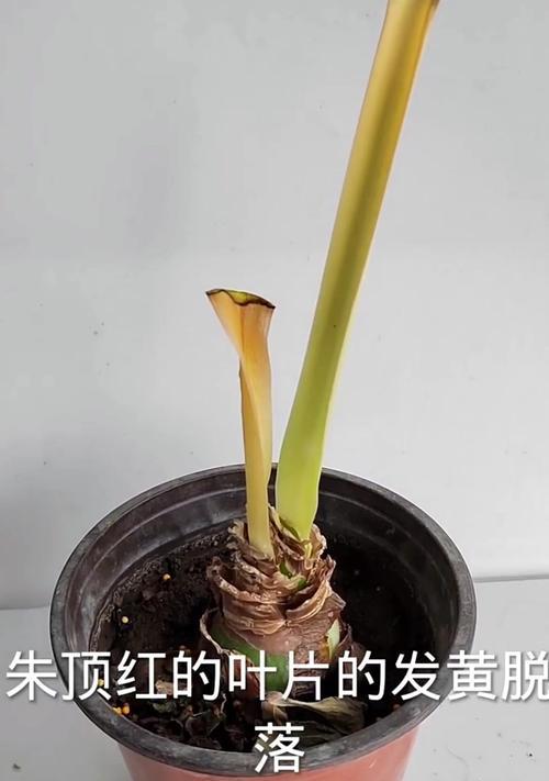 地栽朱顶红黄叶是什么原因？如何解决？