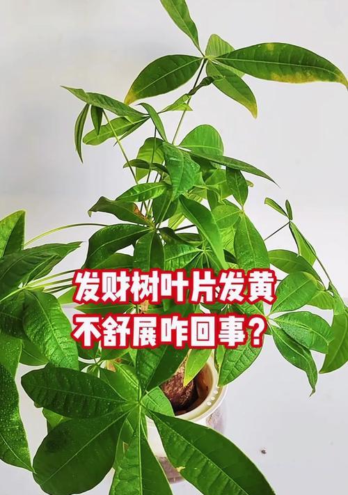 发财树叶子发黄烂叶的原因是什么？