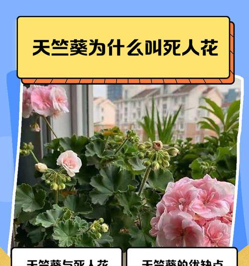 天竺葵优芽素的正确使用方法是什么？