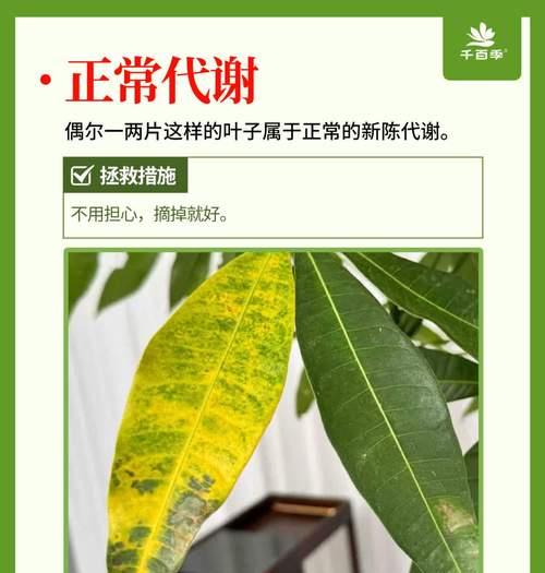 发财树叶子发黄烂叶的原因是什么？