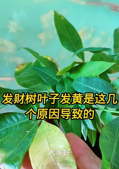 发财树叶子发黄烂叶的原因是什么？