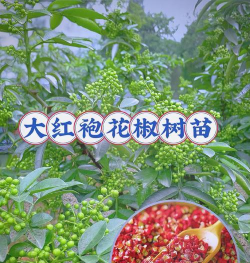 花椒的高科技栽培技术有哪些？如何提高花椒产量？