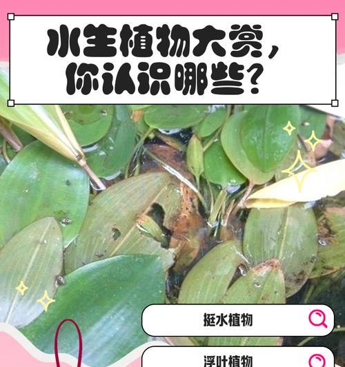 十月有哪些水生植物会开花？如何养护？