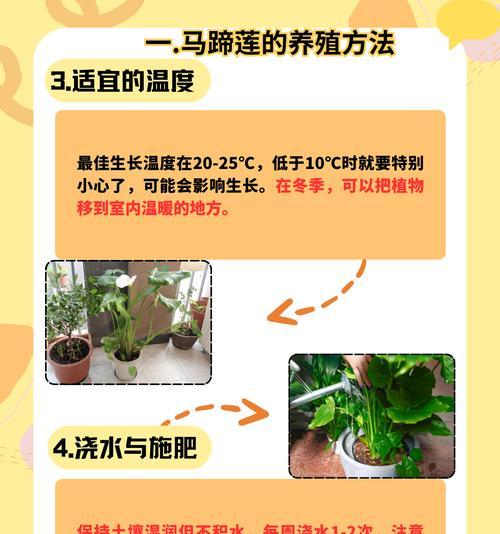 十月有哪些水生植物会开花？如何养护？