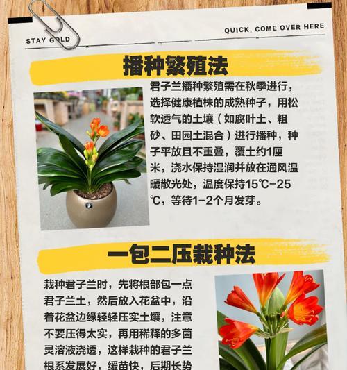 君子兰懒人盆的正确养护方法是什么？