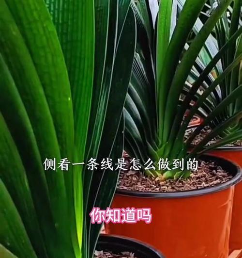 君子兰懒人盆的正确养护方法是什么？