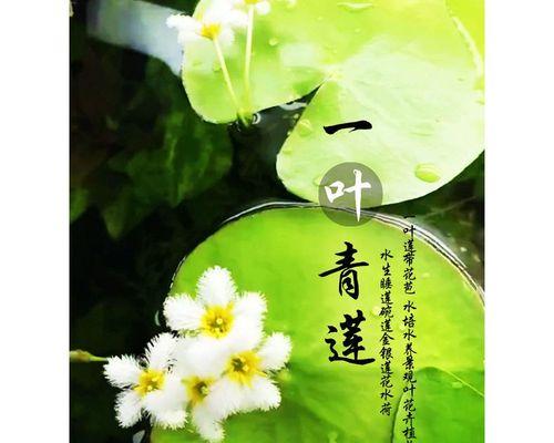 十月有哪些水生植物会开花？如何养护？