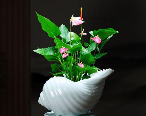 君子兰懒人盆的正确养护方法是什么？
