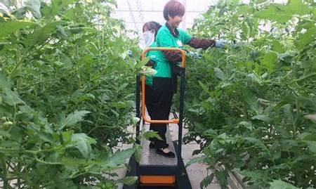 冬天播种番茄的最佳时间是什么时候？