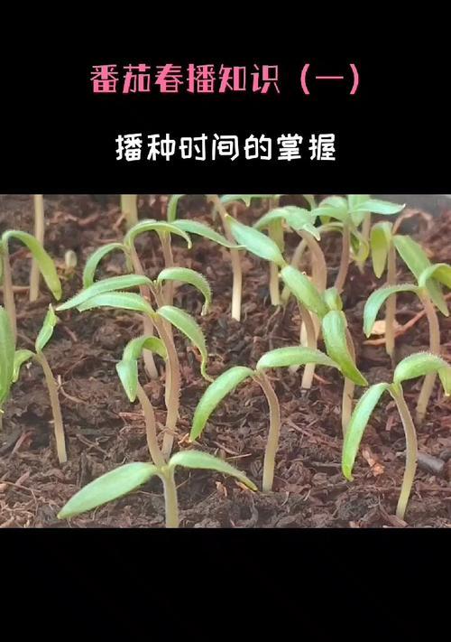冬天播种番茄的最佳时间是什么时候？