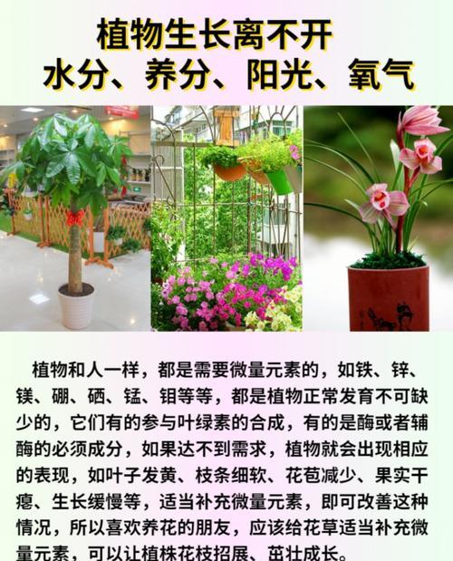 养花时如何正确施用营养液？