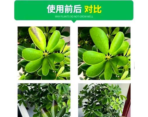 香松叶子发黄的拯救方法有哪些？
