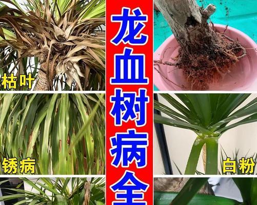 香松叶子发黄的拯救方法有哪些？