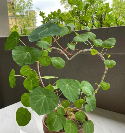 阳台种植的垂钓花有哪些种类？