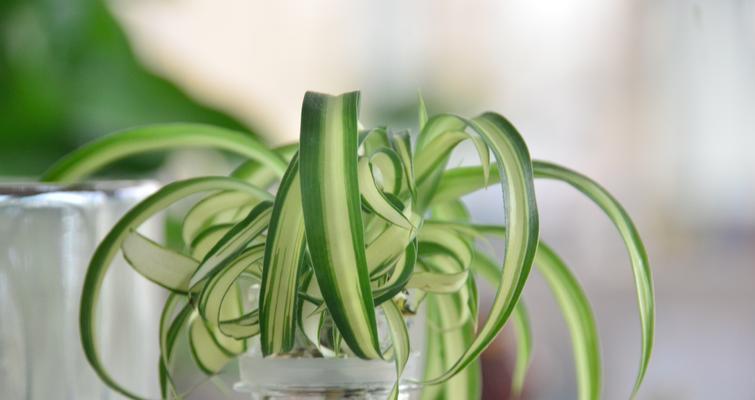 阳台种植的垂钓花有哪些种类？