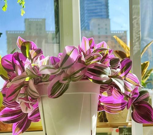 阳台种植的垂钓花有哪些种类？
