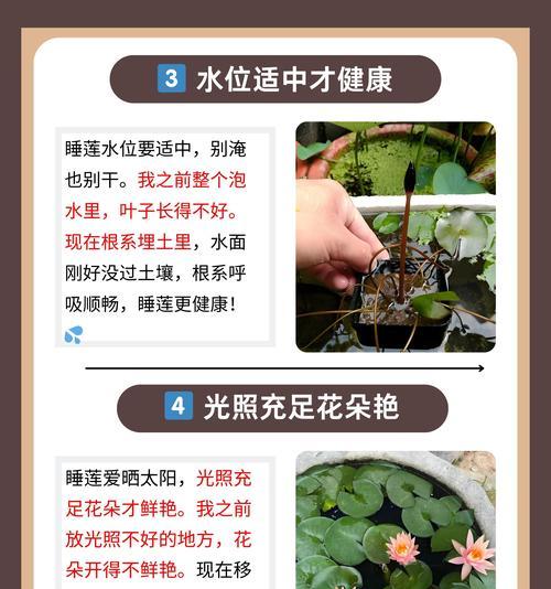 莲花根苗栽培的关键技术要点是什么？